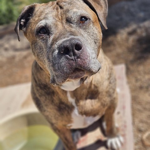 Tigger, an adoptable Pit Bull Terrier in Las Vegas, NV, 89146 | Photo Image 1