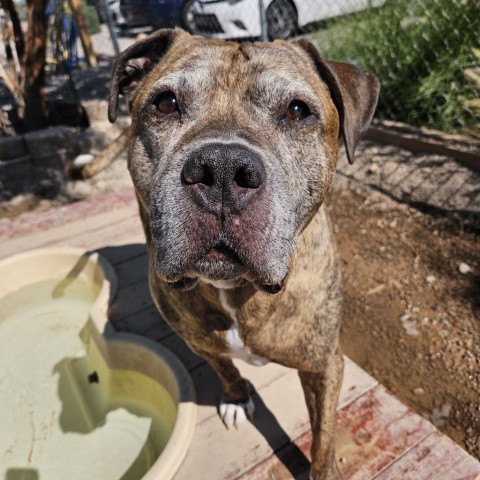 Tigger, an adoptable Pit Bull Terrier in Las Vegas, NV, 89146 | Photo Image 2