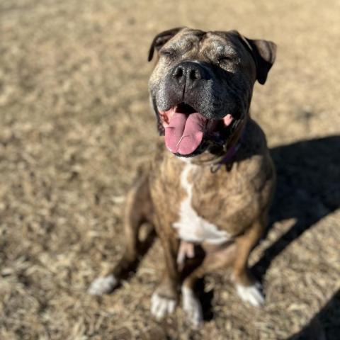 Tigger, an adoptable Pit Bull Terrier in Las Vegas, NV, 89146 | Photo Image 3