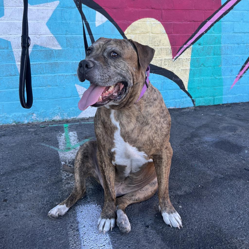 Tigger, an adoptable Pit Bull Terrier in Las Vegas, NV, 89146 | Photo Image 4