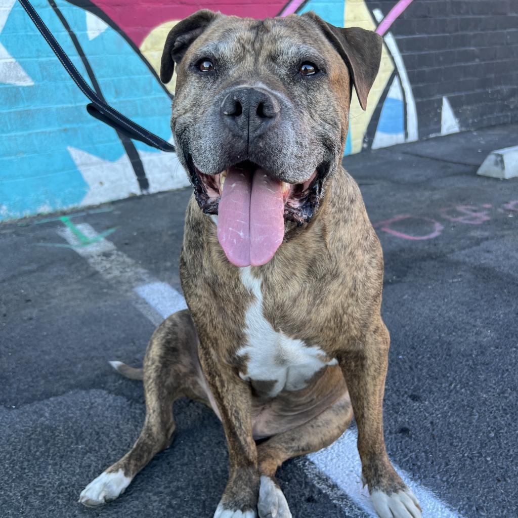 Tigger, an adoptable Pit Bull Terrier in Las Vegas, NV, 89146 | Photo Image 6