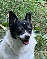 Clementine, an adoptable Chihuahua Mix in Cincinnati, OH_image-1
