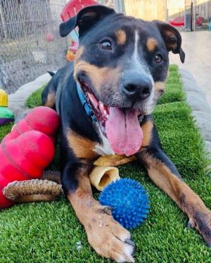 Rottweiler terrier mix store puppy