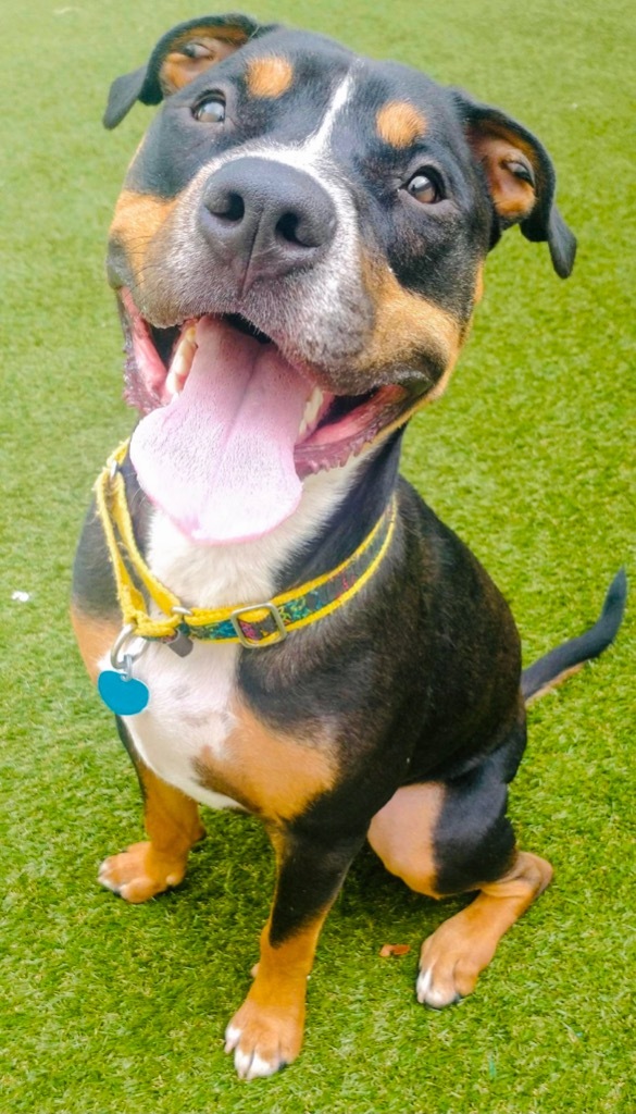 Bear, an adoptable Rottweiler, Terrier in Fort Lauderdale, FL, 33304 | Photo Image 2