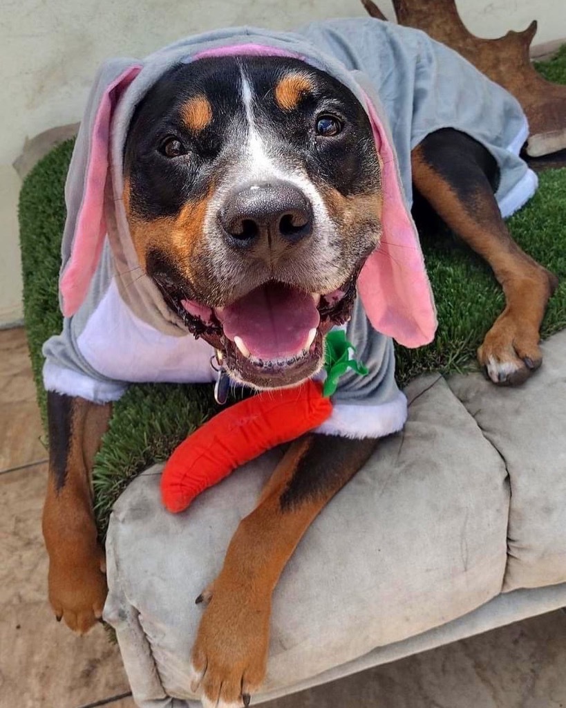 Bear, an adoptable Rottweiler, Terrier in Fort Lauderdale, FL, 33304 | Photo Image 3