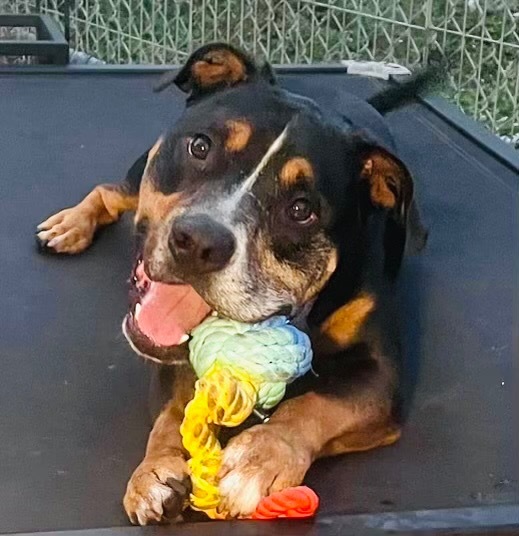 Bear, an adoptable Rottweiler, Terrier in Fort Lauderdale, FL, 33304 | Photo Image 4