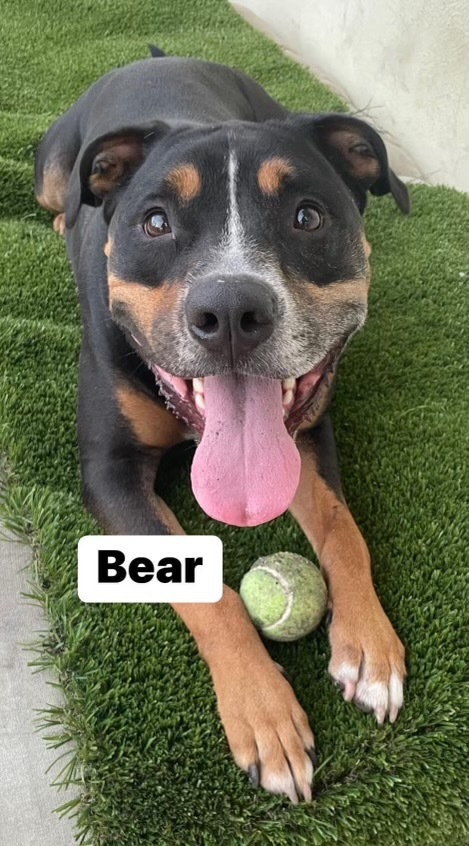 Bear, an adoptable Rottweiler, Terrier in Fort Lauderdale, FL, 33304 | Photo Image 5