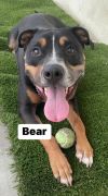 Bear photo 5