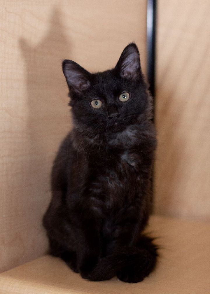 Cosmos, an adopted Domestic Short Hair Mix in Waxhaw, NC_image-4