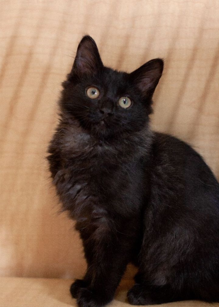 Cosmos, an adopted Domestic Short Hair Mix in Waxhaw, NC_image-6