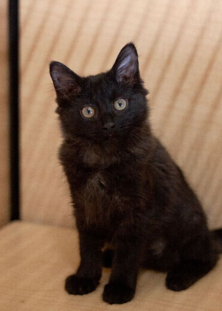 Cosmos, an adopted Domestic Short Hair Mix in Waxhaw, NC_image-1