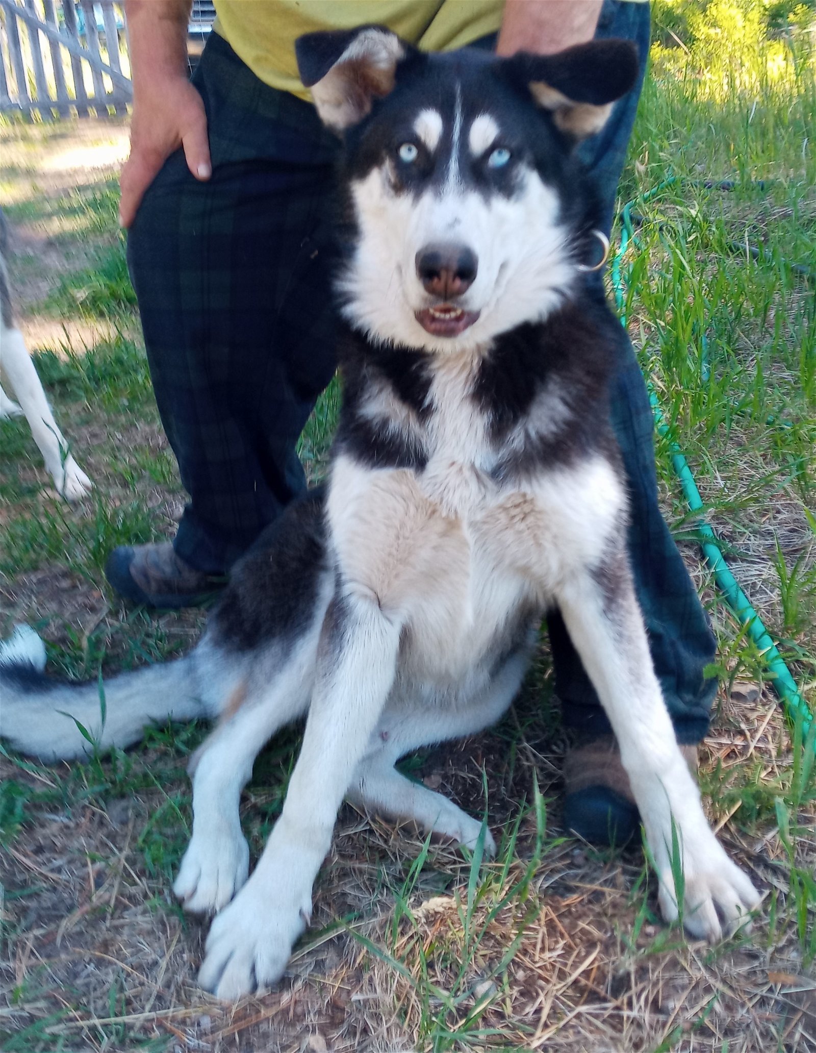 ORLA (Courtesy Listing), an adoptable Alaskan Malamute, Husky in Seattle, WA, 98175 | Photo Image 1