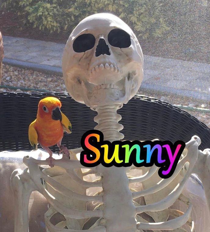 Sunny, an adoptable Conure in St. Petersburg, FL_image-2