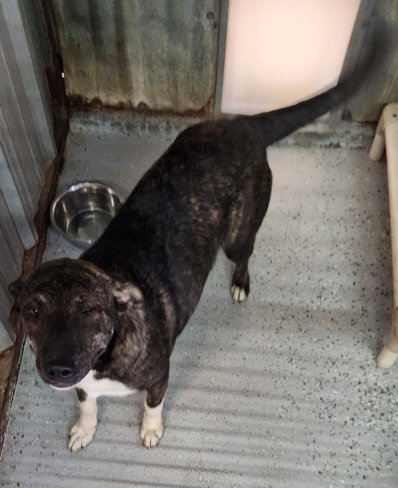 Brenda the brindle, an adoptable Bullmastiff, Mixed Breed in San Antonio, TX, 78264 | Photo Image 2