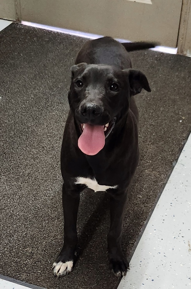 Specka aka Runty, an adoptable Mixed Breed, Staffordshire Bull Terrier in San Antonio, TX, 78264 | Photo Image 1