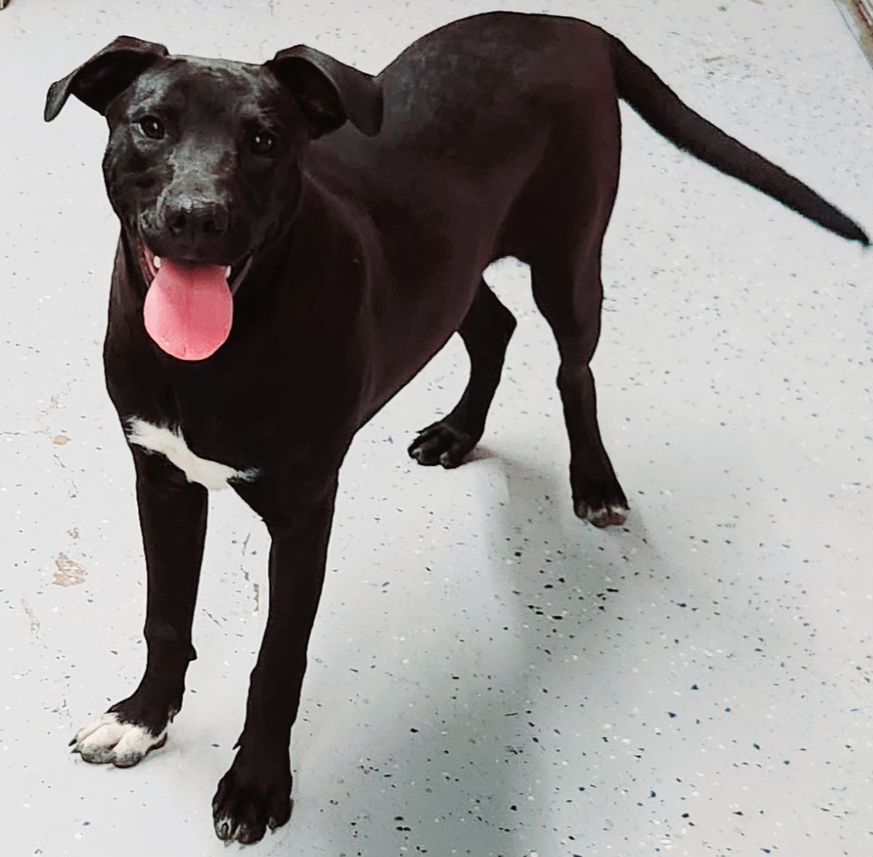 Specka aka Runty, an adoptable Mixed Breed, Staffordshire Bull Terrier in San Antonio, TX, 78264 | Photo Image 3