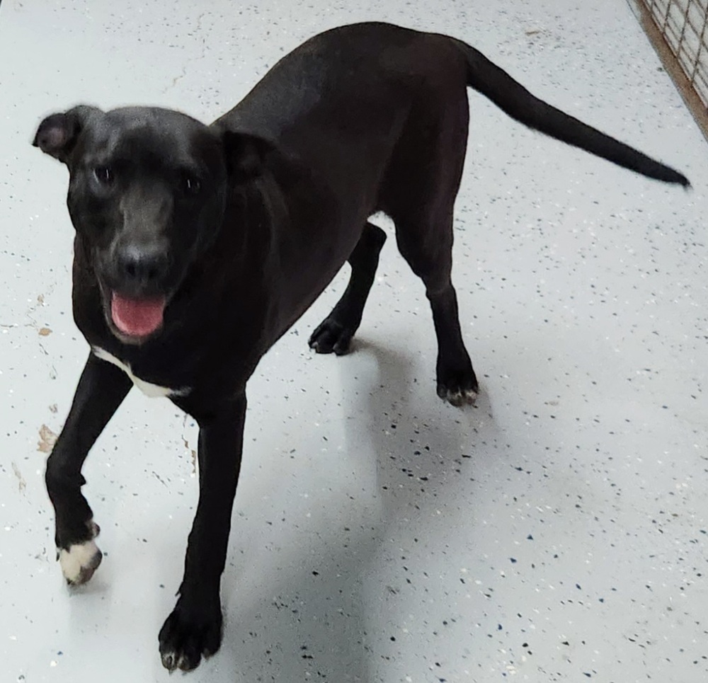 Specka aka Runty, an adoptable Mixed Breed, Staffordshire Bull Terrier in San Antonio, TX, 78264 | Photo Image 4