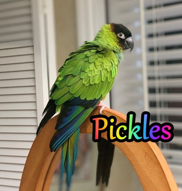 Pickles, an adoptable Conure in Largo, FL_image-1