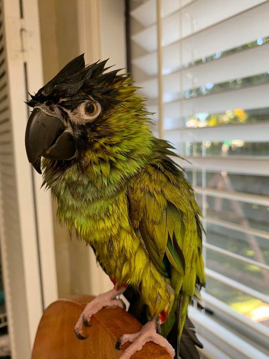 Pickles, an adoptable Conure in Largo, FL_image-2