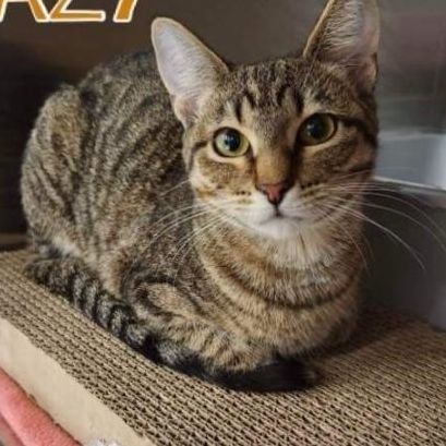 Crazy, an adopted Tabby in Warr Acres, OK_image-2