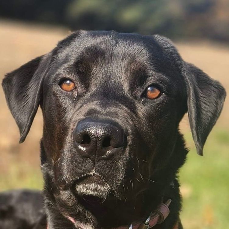Sully, an adoptable Labrador Retriever, Rottweiler in Vienna, ON, N0J 1Z0 | Photo Image 1