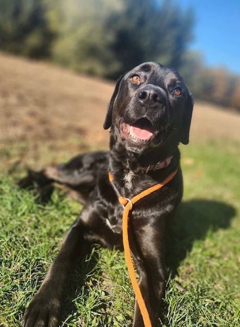 Sully, an adoptable Labrador Retriever, Rottweiler in Vienna, ON, N0J 1Z0 | Photo Image 2