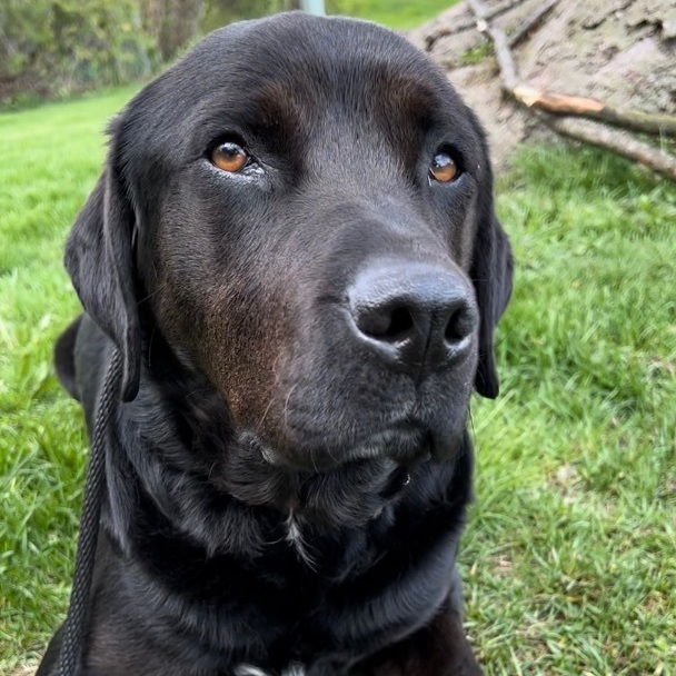 Sully, an adoptable Labrador Retriever, Rottweiler in Vienna, ON, N0J 1Z0 | Photo Image 3