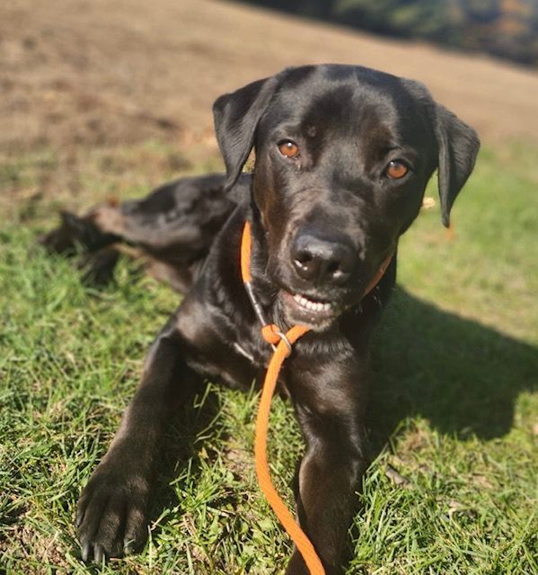 Sully, an adoptable Labrador Retriever, Rottweiler in Vienna, ON, N0J 1Z0 | Photo Image 4
