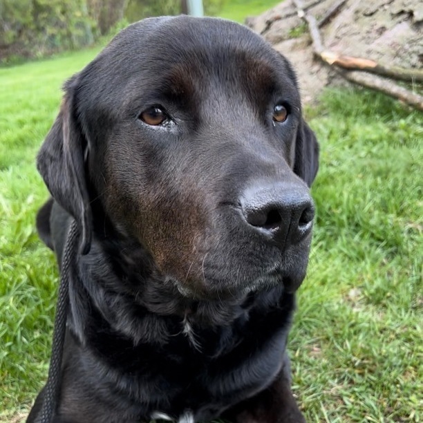 Sully, an adoptable Labrador Retriever, Rottweiler in Vienna, ON, N0J 1Z0 | Photo Image 5