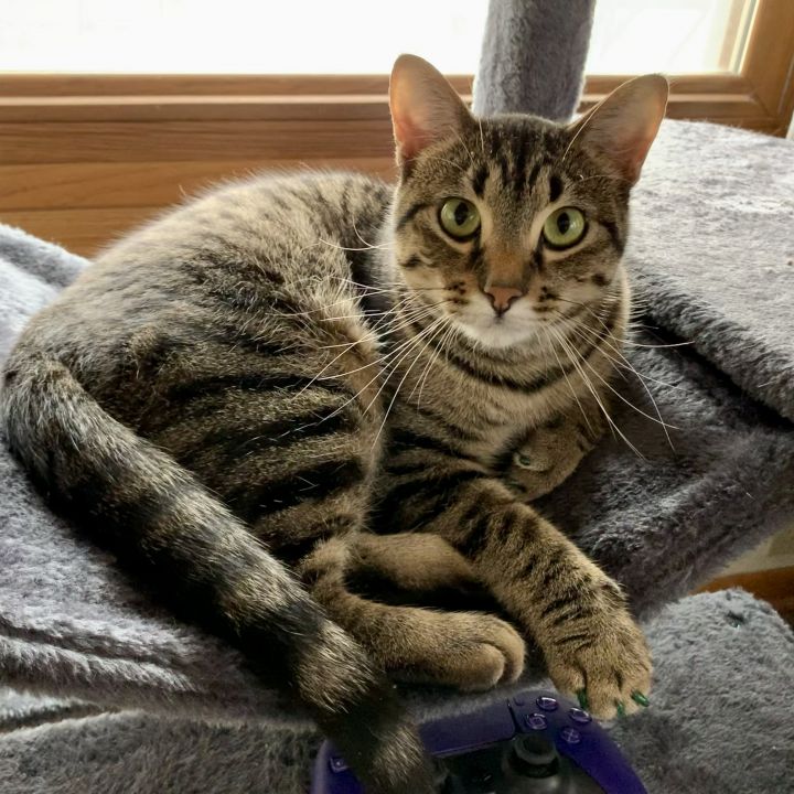 Inara, an adopted Domestic Short Hair Mix in Minneapolis, MN_image-2