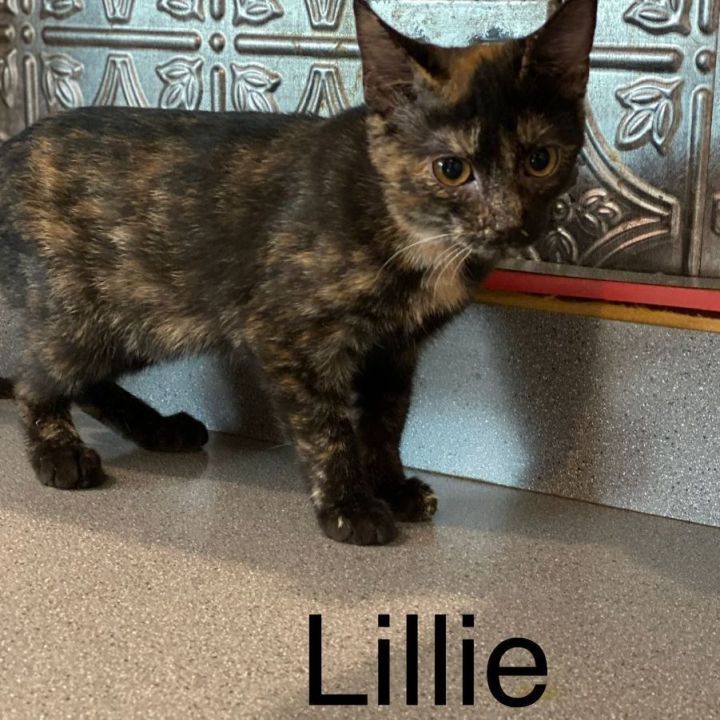 Lillie 1