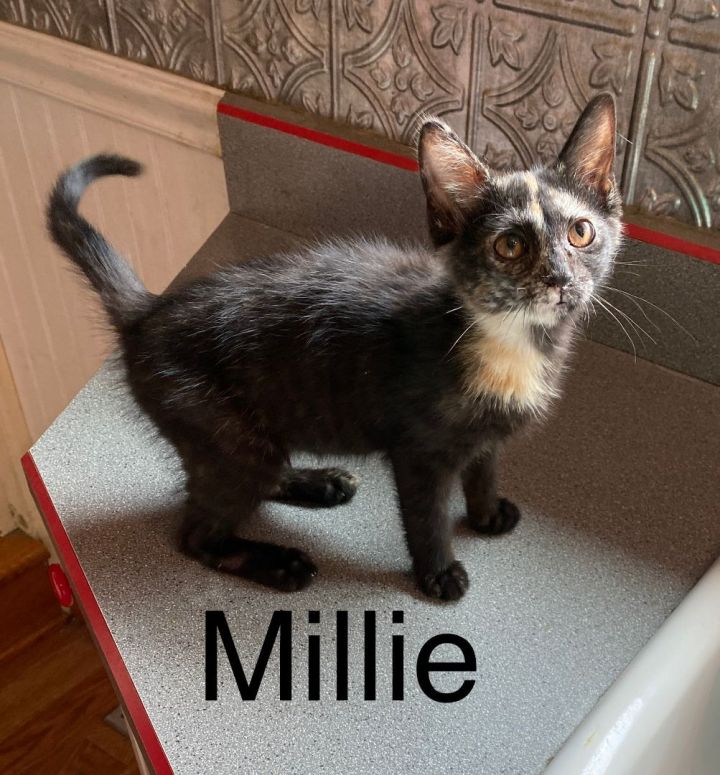 Millie 1