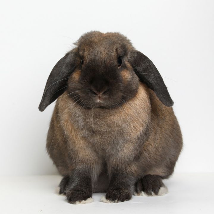 1:40, an adoptable Lop Eared in San Francisco, CA_image-1
