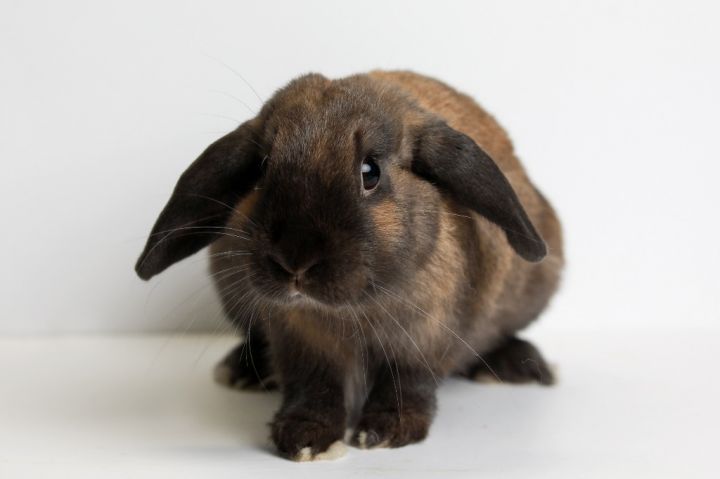 1:40, an adoptable Lop Eared in San Francisco, CA_image-2