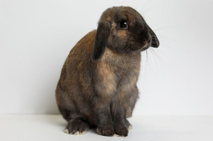 1:40, an adoptable Lop Eared in San Francisco, CA_image-3