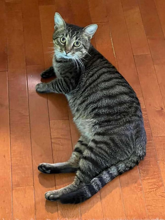 Cat for adoption Jordie, a Domestic Short Hair in Berea, KY Petfinder