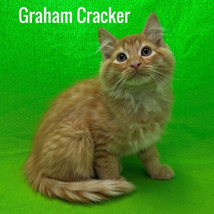 Graham Cracker 1