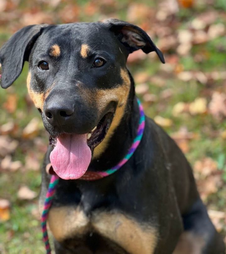 Zoey, an adoptable Rottweiler & Labrador Retriever Mix in Montclair, NJ_image-1