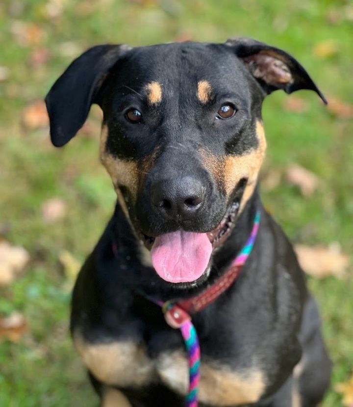 Zoey, an adoptable Rottweiler & Labrador Retriever Mix in Montclair, NJ_image-2
