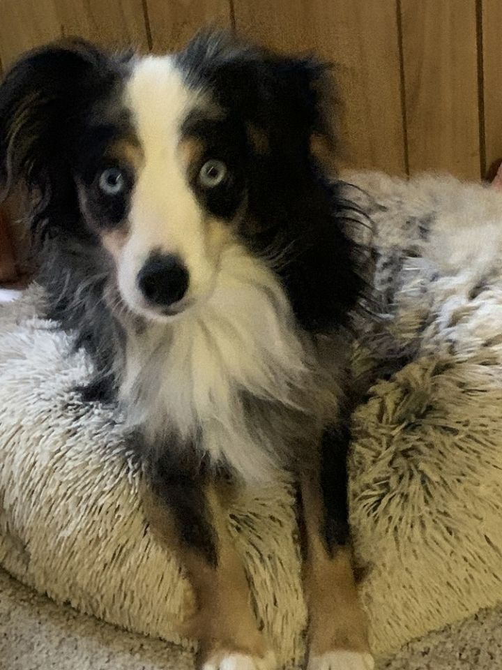 papillon australian shepherd mix