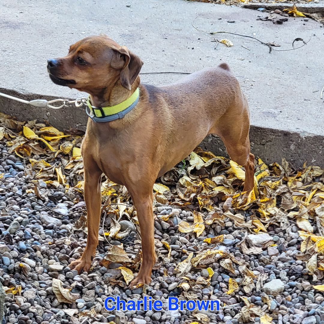 Charlie Brown , an adoptable Miniature Pinscher in Wever, IA, 52658 | Photo Image 1
