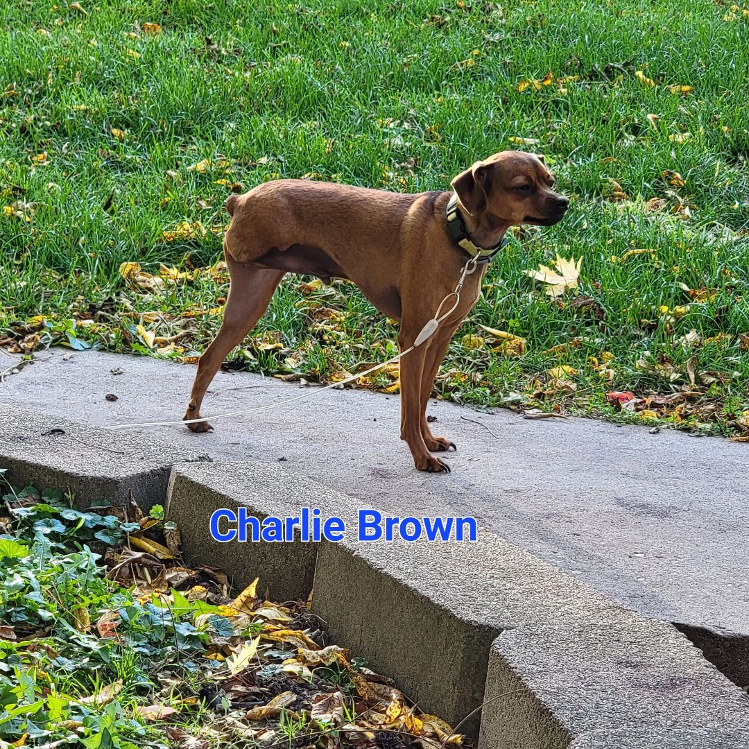 Charlie Brown , an adoptable Miniature Pinscher in Wever, IA, 52658 | Photo Image 2