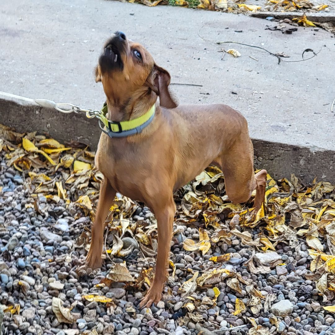 Charlie Brown , an adoptable Miniature Pinscher in Wever, IA, 52658 | Photo Image 3
