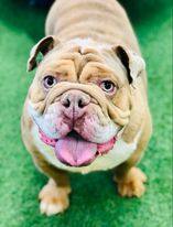 Pierre, an adoptable English Bulldog in San Angelo , TX, 76904 | Photo Image 1