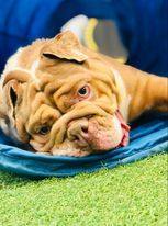 Pierre, an adoptable English Bulldog in San Angelo , TX, 76904 | Photo Image 3