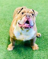 Pierre, an adoptable English Bulldog in San Angelo , TX, 76904 | Photo Image 4
