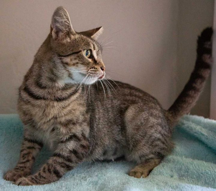 Emmy, an adoptable Tabby & Domestic Short Hair Mix in Los Angeles, CA_image-1