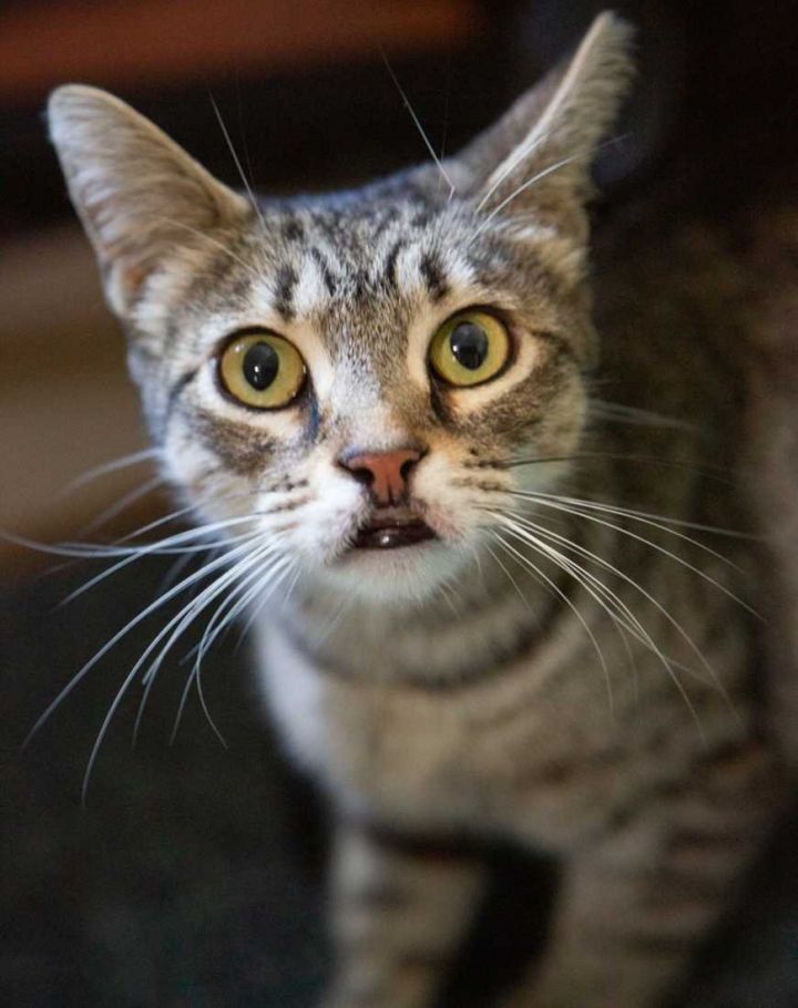 Emmy, an adoptable Tabby & Domestic Short Hair Mix in Los Angeles, CA_image-3