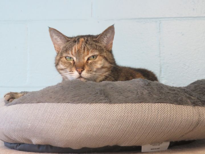 Ophelia, an adoptable Domestic Short Hair in Wilmington, NC_image-1
