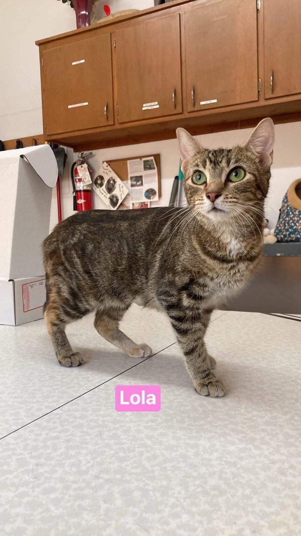 Lola, an adoptable Domestic Short Hair in Neillsville, WI_image-1